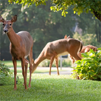 River Forest Deer Management Committee Questionnaire