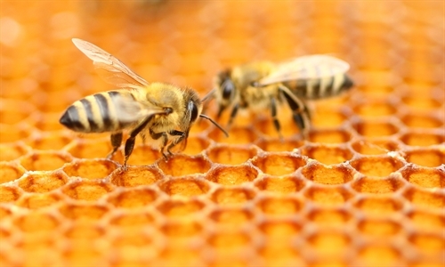 Beekeeping