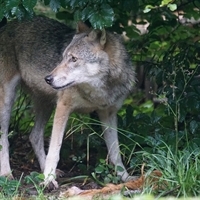 Coyote Information