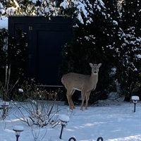 Deer Management Ad Hoc Committee